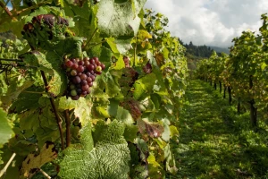 Stručni skup: Zlatna žutica vinove loze – kako dalje?