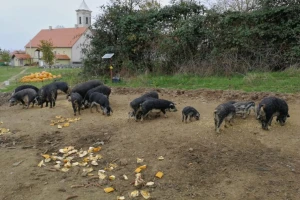 Župljani: Nisu nam problem bile svinje, svećenik je imao drugih grijeha