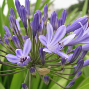 Žasmina Žasmina