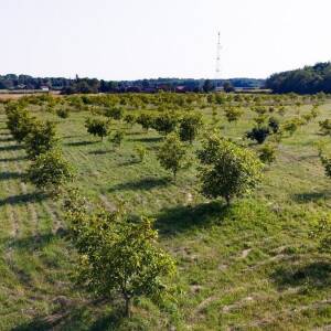 Đurđica Gašparov