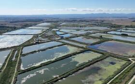 Riba Hrvatske - Jedi što vrijedi | Agro Invest Grupa